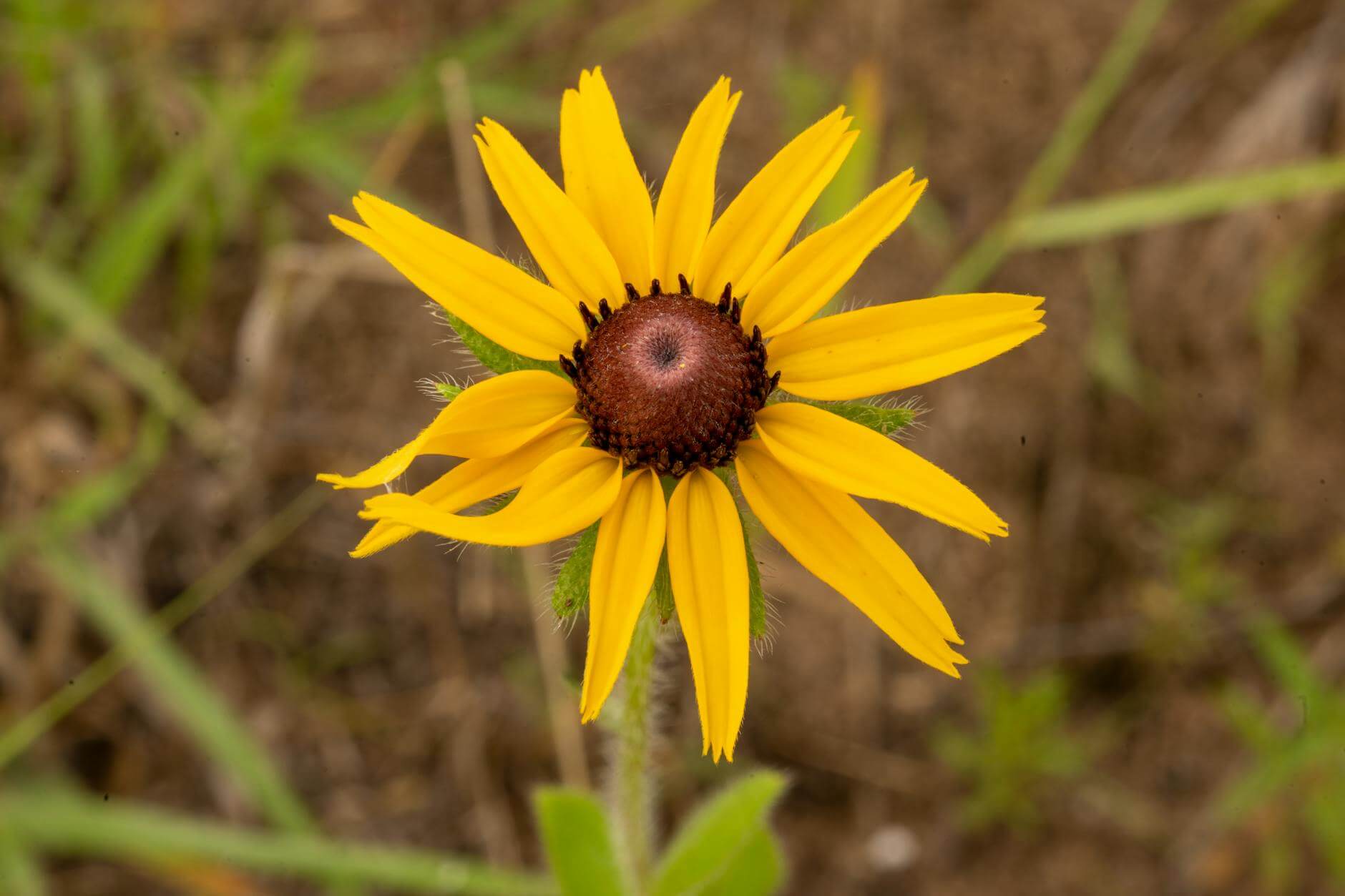 yellow flower growing in the grass