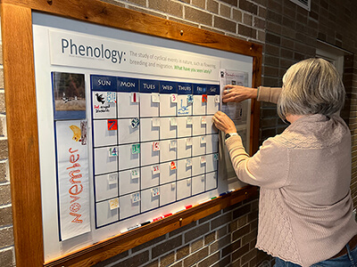 the phenology board