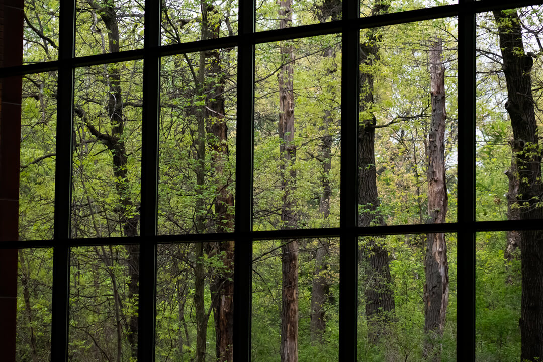 Lush green of springtime outside our east sanctuary window.