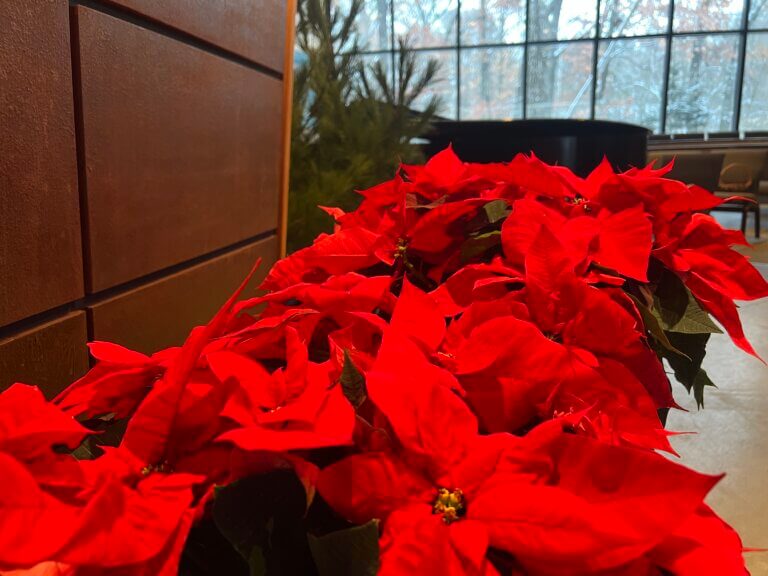 poinsettias in sanctuary