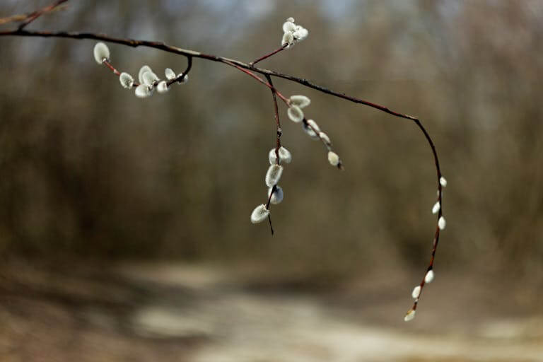 Detailed view of a pussy willow branch with blurred background, capturing early spring nature.